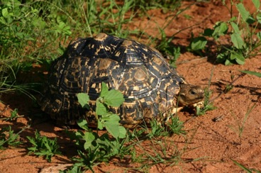 kenya 323